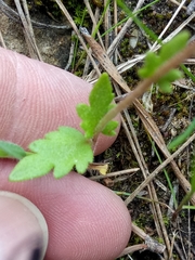 Saxifraga carpetana image