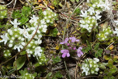 Thymus praecox britannicus