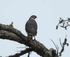 Accipiter tachiro