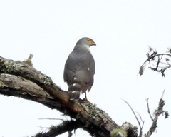 Accipiter tachiro