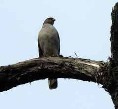 Accipiter tachiro