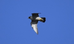 Falco peregrinus