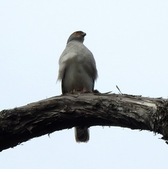 Accipiter tachiro