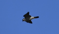 Falco peregrinus