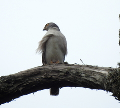 Accipiter tachiro