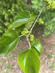 Morus rubra