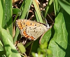 Lycaena tityrus