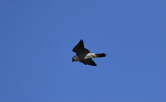 Falco peregrinus