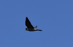 Falco peregrinus