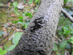 Chaetosphaerella phaeostroma