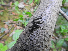 Chaetosphaerella phaeostroma