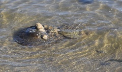 Limulus polyphemus