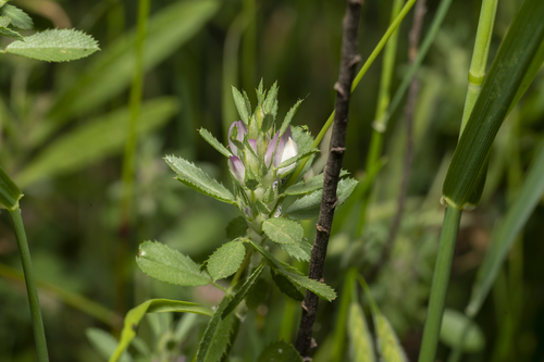 Image of Ononis mitissima by (c) Eleftherios Katsillis, some rights reserved (CC BY)