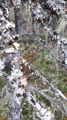 Arceuthobium tsugense contortae