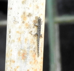 Lygodactylus angularis