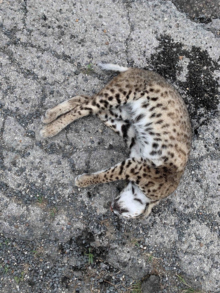 Bobcat from Yorktown Blvd, Corpus Christi, TX, US on April 27, 2021 at ...