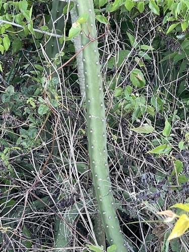Selenicereus pteranthus
