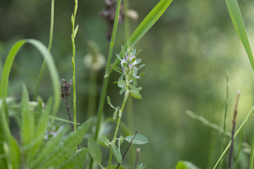 Image of Ononis mitissima by (c) Eleftherios Katsillis, some rights reserved (CC BY)