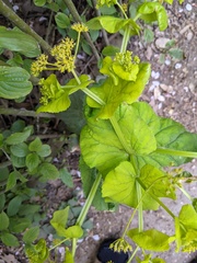 Smyrnium perfoliatum