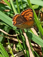Lycaena tityrus