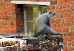 Cercopithecus mitis