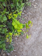 Smyrnium perfoliatum