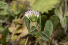 Trifolium echinatum