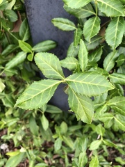 Euonymus fortunei