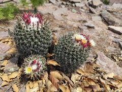 Coryphantha clavata clavata