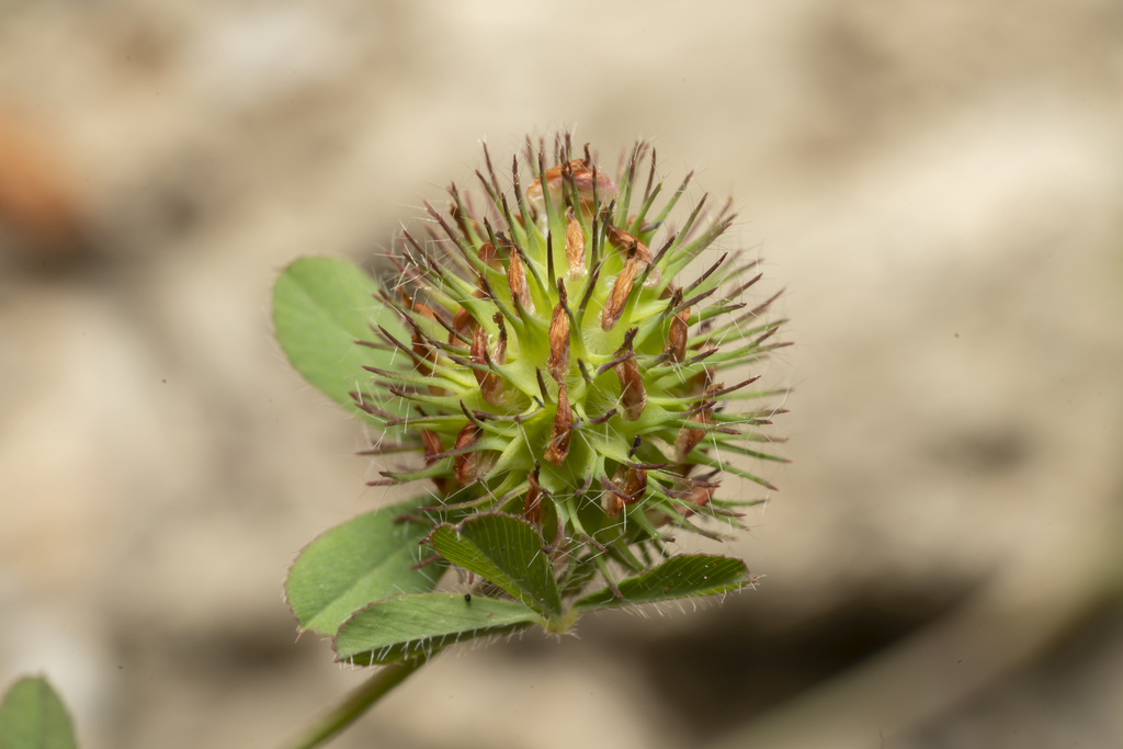 Trifolium