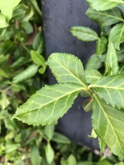 Euonymus fortunei