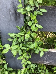 Euonymus fortunei