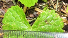 Scotophilus dinganii