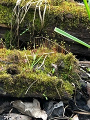 Haplocladium microphyllum