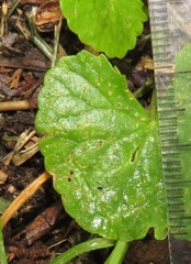 Scotophilus dinganii