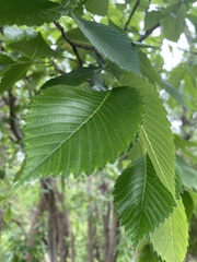Ulmus americana