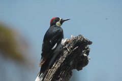 Melanerpes formicivorus angustifrons