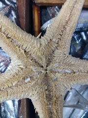 Astropecten aranciacus