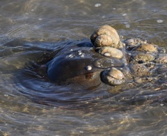 Limulus polyphemus