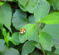 Aspidimorpha biguttata