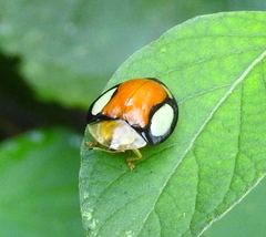 Aspidimorpha biguttata
