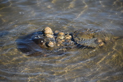 Limulus polyphemus