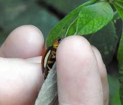Aspidimorpha biguttata
