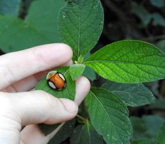 Aspidimorpha biguttata