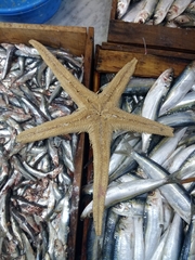 Astropecten aranciacus