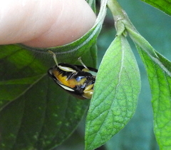 Aspidimorpha biguttata