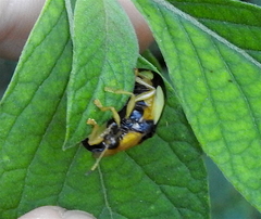 Aspidimorpha biguttata