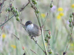 Curruca melanocephala
