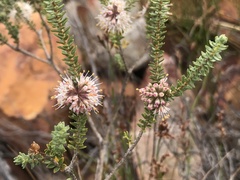 Agathosma roodebergensis