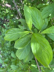 Rhamnus davurica